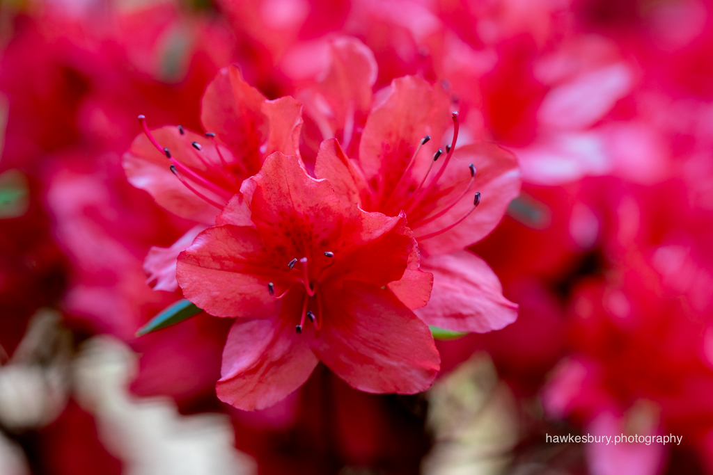 Leura Garden Festival & Anvil Rock Lookout 1