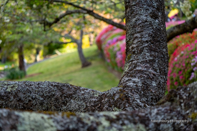 Leura Garden Festival & Anvil Rock Lookout 7